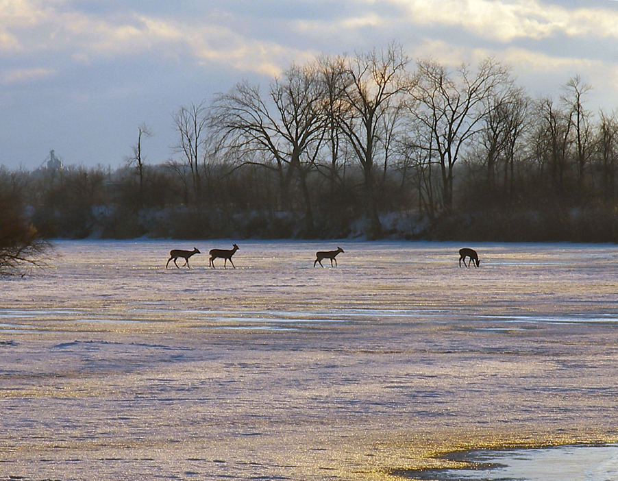 Kenton, OH: deer walking across France Lake