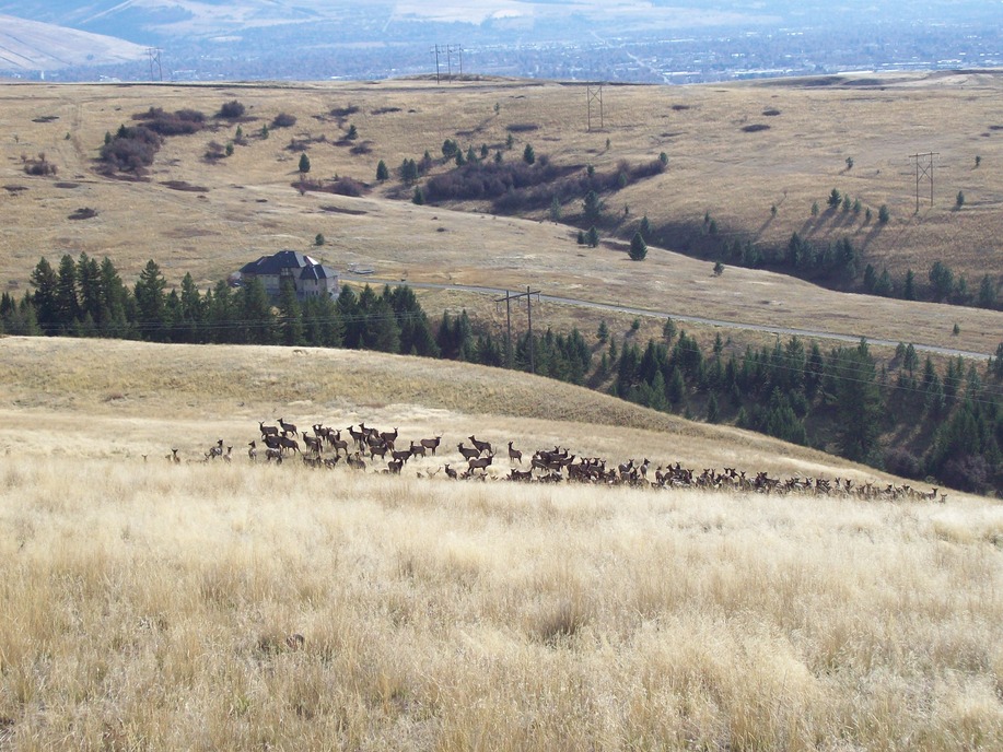Missoula, MT: Grant Creek Elk Herd - October 2009