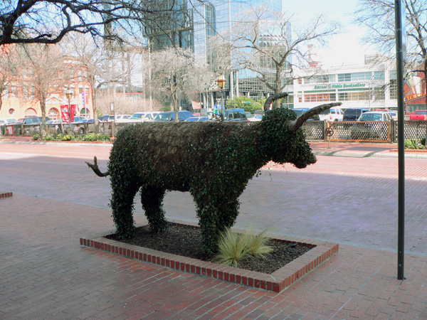 Fort Worth, TX: Steer Topiary on Main Street in Sundance Square