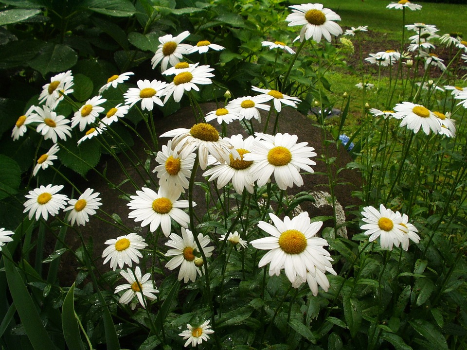 Erie, PA: Daisies in Erie, PA