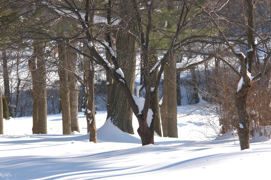 Vienna, VA: The Southside Park's natural beauty... Trees sleeping in the snow...