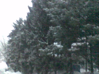 Enola, PA: Snowy trees located on Beaver Road
