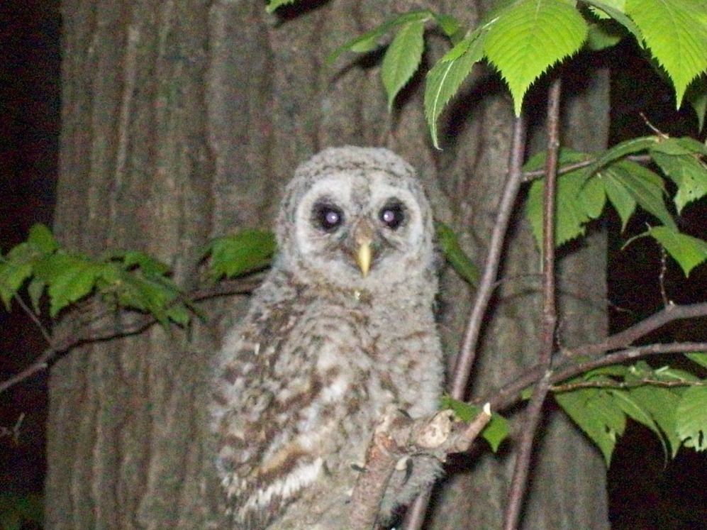 Farwell, MI: I was driving by and seen this Owl sitting in the tree's I just happend to have my camera