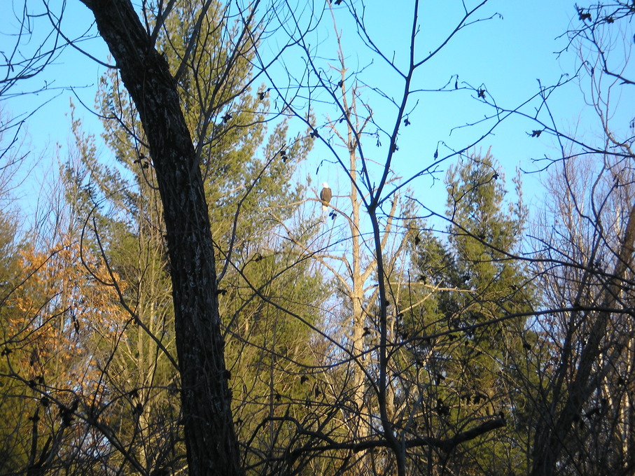 Farwell, MI: Some Eagles Sitting In A Tree