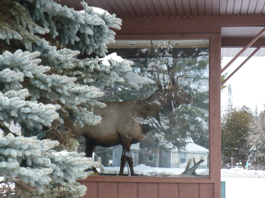 Atlanta, MI The Elk's Back in Town photo, picture, image (Michigan