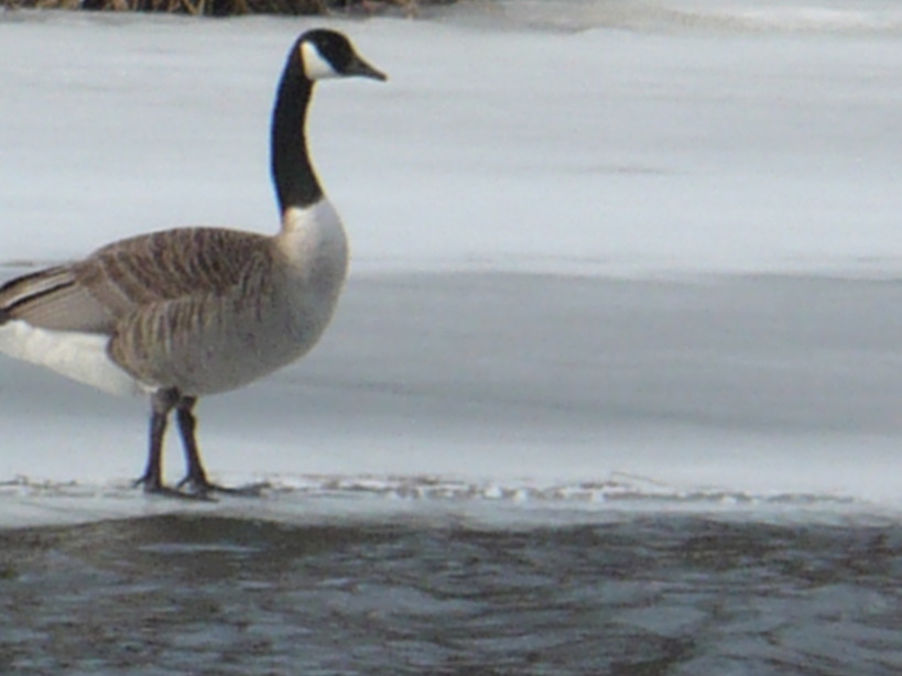 Atlanta, MI: Canadian Geese Return to Thunder Bay