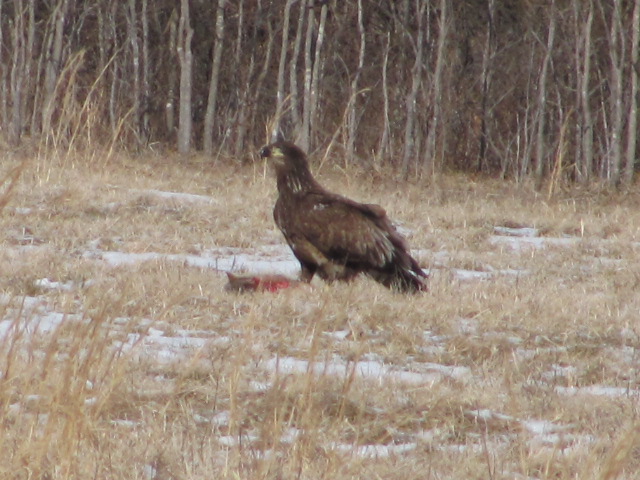Licking, MO: Young Bald Eagle in a field in Licking MO.