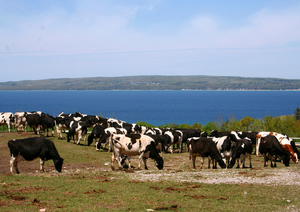 Harbor Springs, MI: Cows With A Bay View