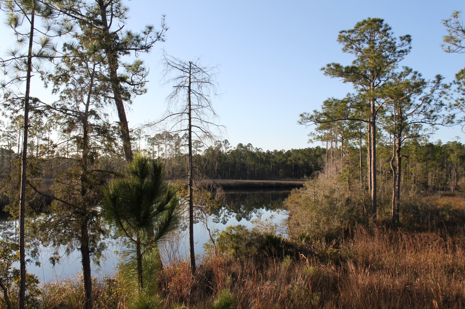 Wewahitchka, FL: looking out onto wetappo creek