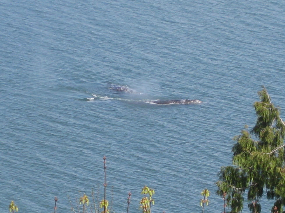 Camano, WA: Camano Island Gray Whales