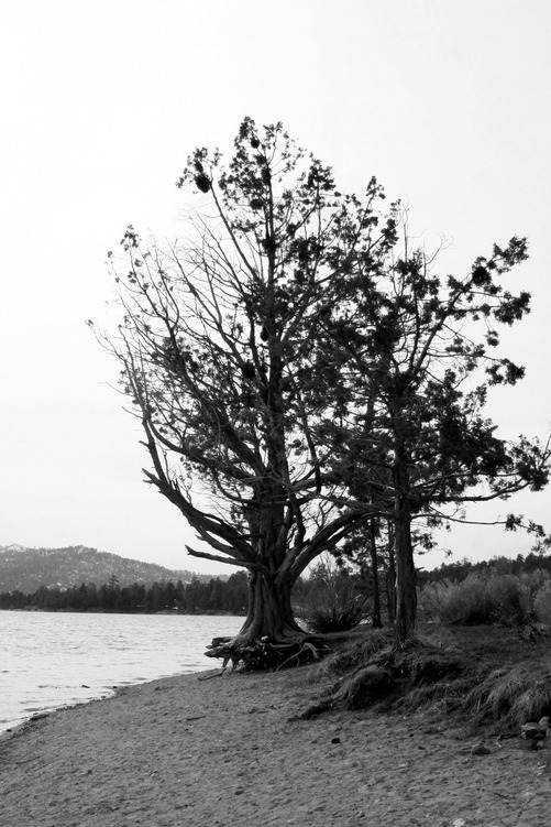 Big Bear, CA: Tree on North Shore