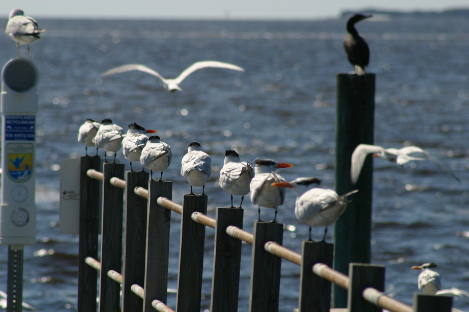 Cedar Key, FL: Atsena Otie Key