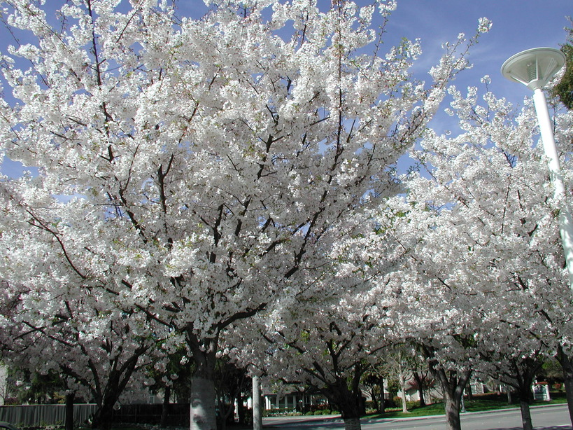 Livermore, CA: Cherry Trees in front of Livermore Public Library