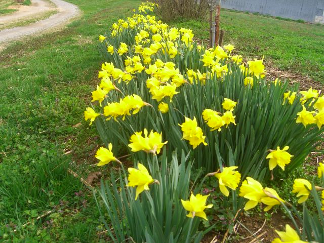 Centerville, TN: Centerville in Bloom