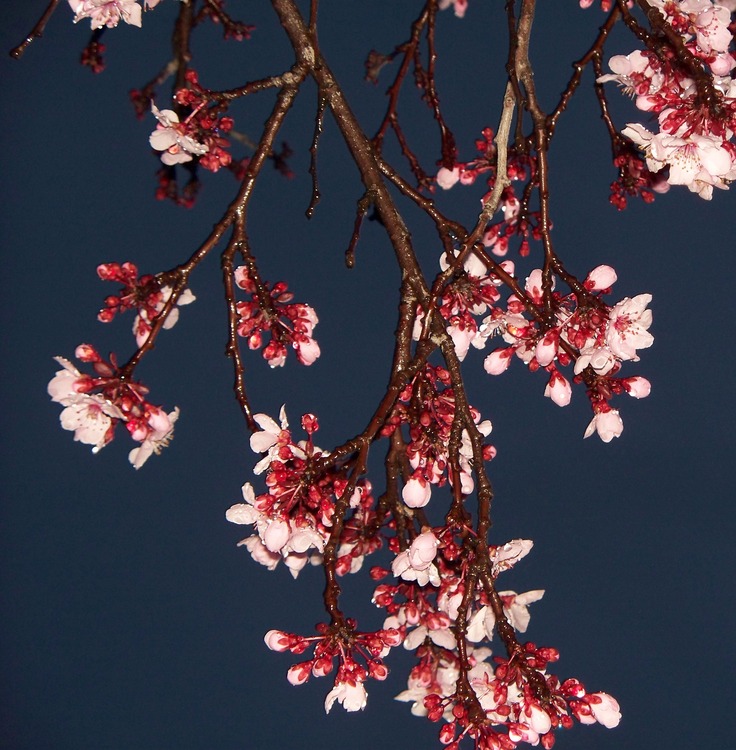 Livermore, CA: spring Blossom