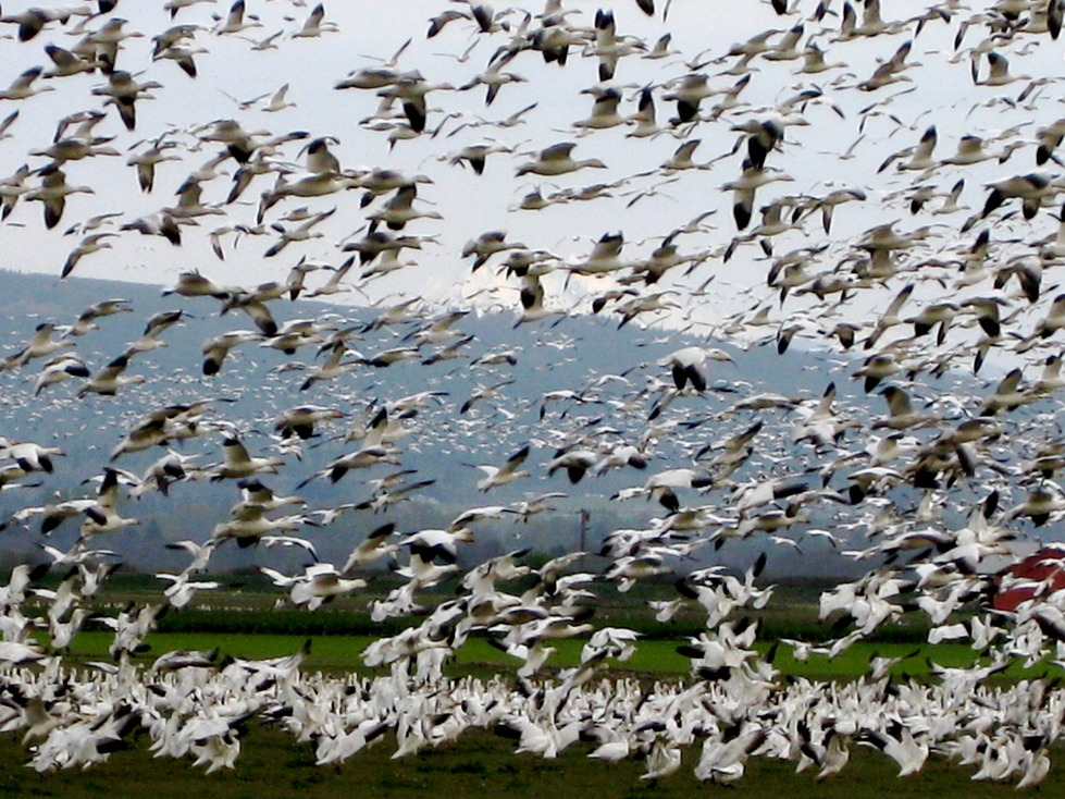 Camano, WA: Snow Goose Camano Flyby