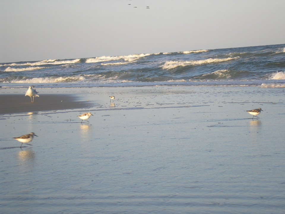Berlin, MD: Shorebirds on the Beach at Assateague Island (Berlin, Maryland)