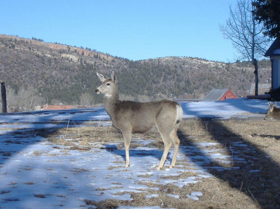 Beulah Valley, CO: Outside my children's house, a nice Feb morning in 2010