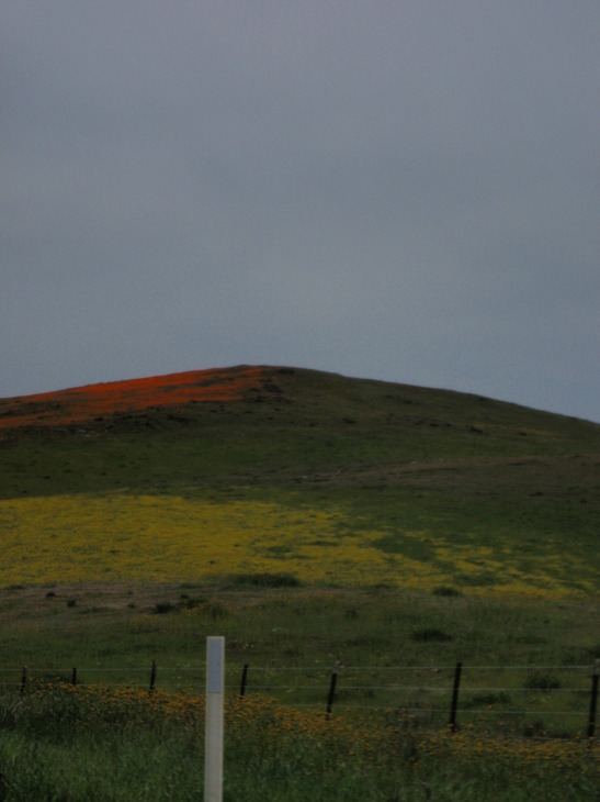 Paso Robles, CA: Hills full of Wilflowers