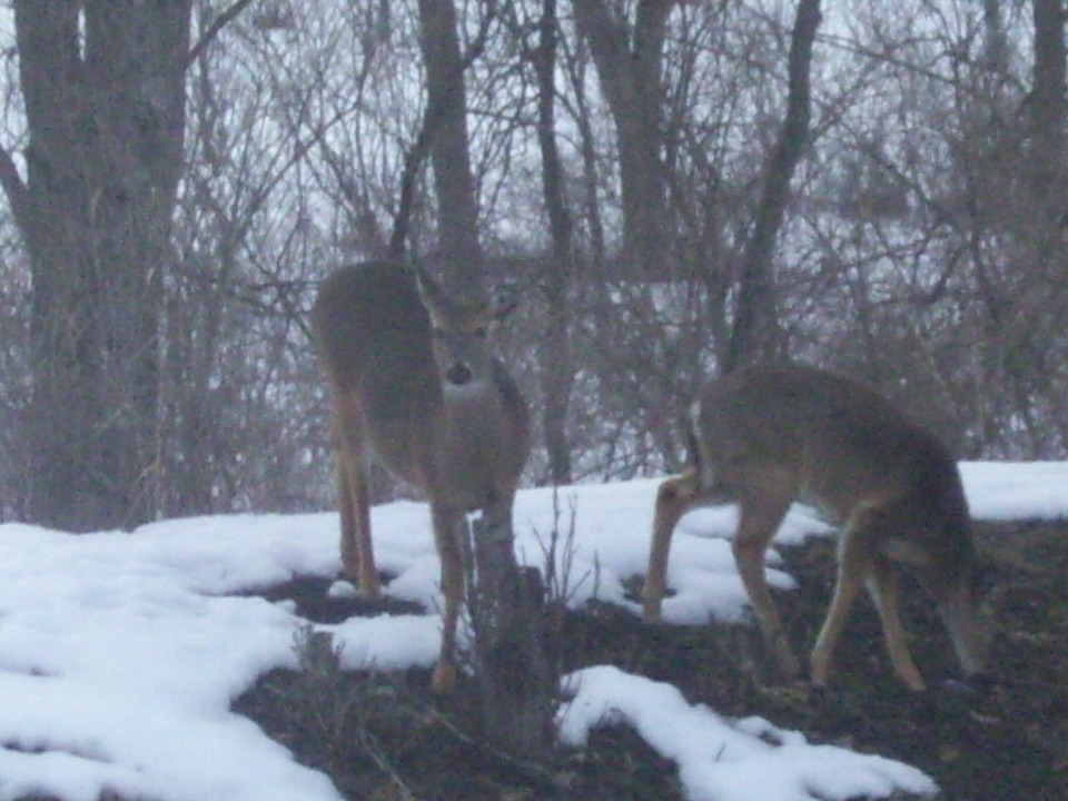 Roscoe, IL: Deer stopping by for lunch