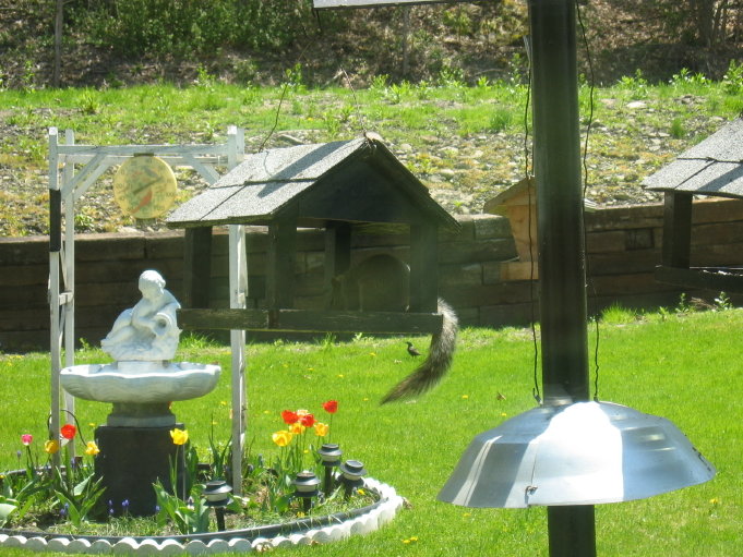 Hinsdale, NY: Squirrel steeling birds food in a Hinsdale garden