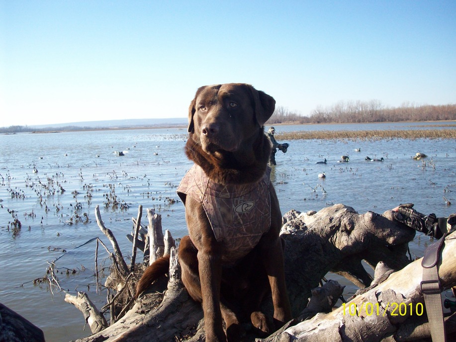 Bradford, AR: Bradford Bottoms Duck Hunting with Diesel