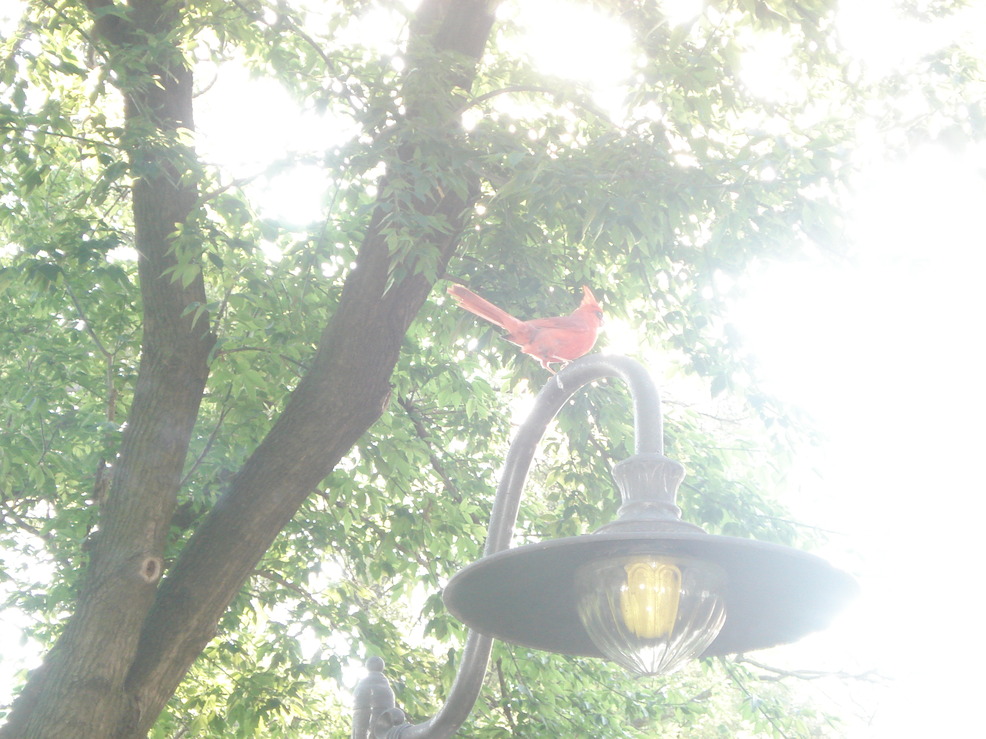 Warrenville, IL: CARDINAL ON LIGHT POST IN BACKYARD