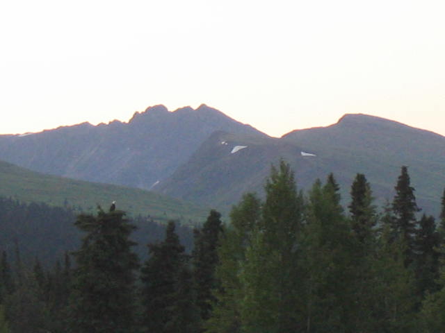 Willow, AK: Eagle in tree / 3 a.m. Hatcher Pass , Willow