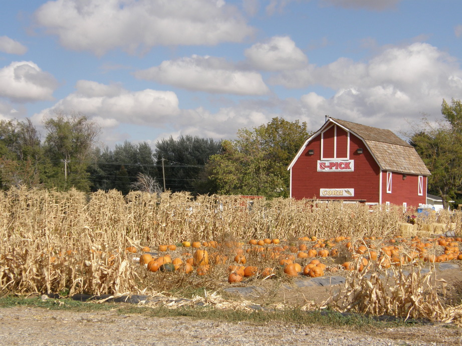 Idaho Falls, ID: A pumpkin patch close to home, in fact it is located on the road behind the Idaho Fall Zoo. It is a great place to take your family to pick pumpkins from the vines. It is a beautiful spot to capture a photo with your family and create many memories.