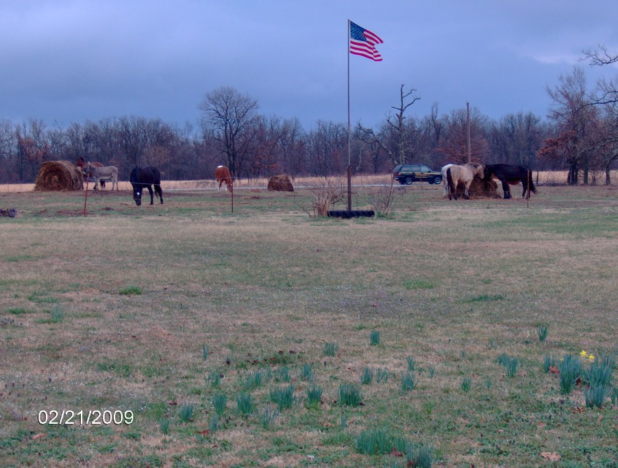 Grove, OK: South Of Grove, OK Highway 127 (picture of the Jackson's front yard)