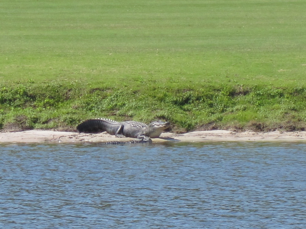 Boca Raton, FL: 2 Gators @ BCC between holes 4 & 5. . . dont try to get your ball if it goes in the water!