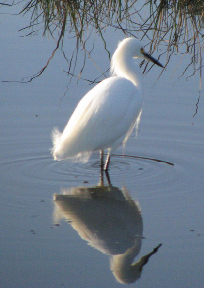 Martinez, CA: snowy egret at Martinez Regional Shoreline Park