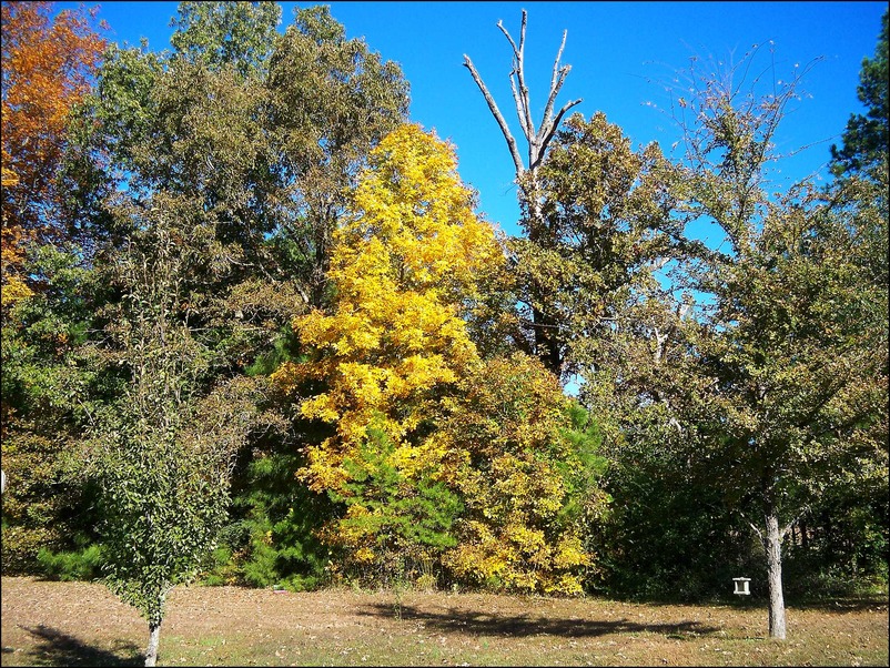 New Albany, MS: An area of trees at the park in the center of New Albany during the fall.