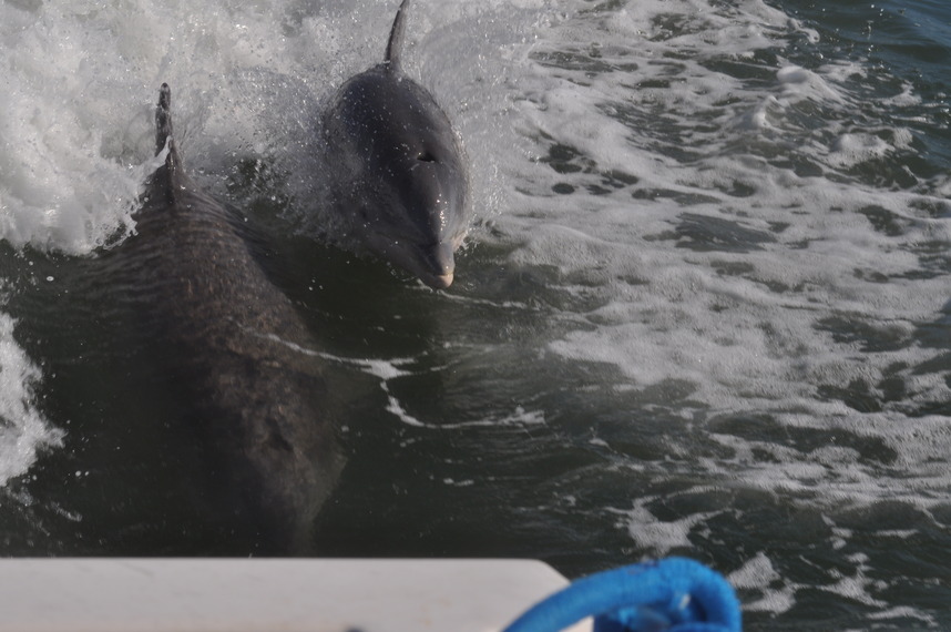 Bokeelia, FL: Dolphins in the wake in Pineisland Sound