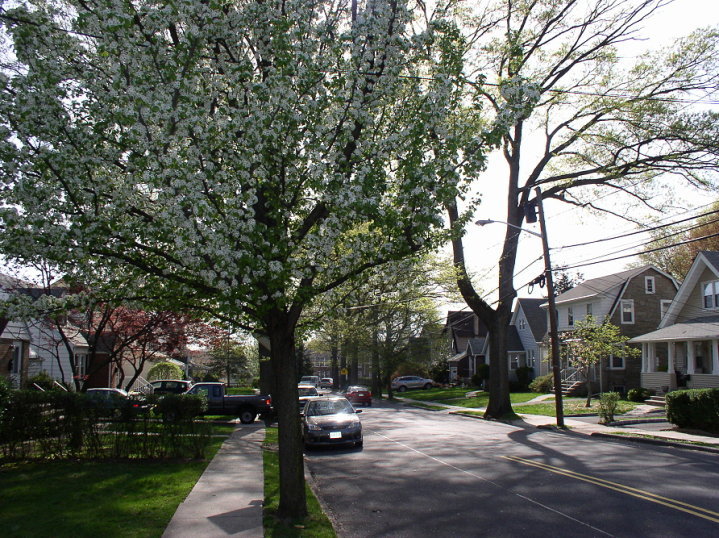 Union, NJ: Dogwood on my street in Union Twp