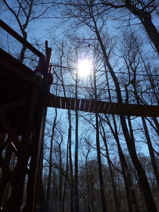 Florence, SC : Treetop Bridges at Lynches River Florence County Park ...