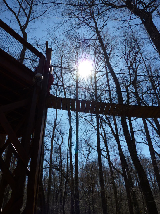 Florence, SC: Treetop Bridges at Lynches River Florence County Park