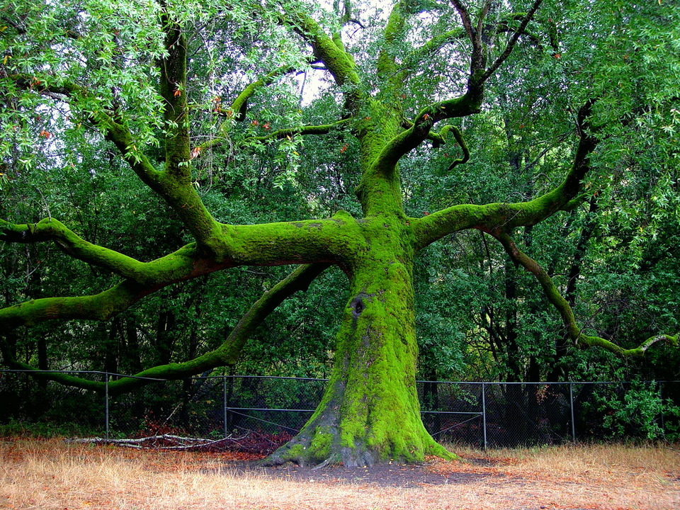 Fairfax, CA: Deer Park School tree