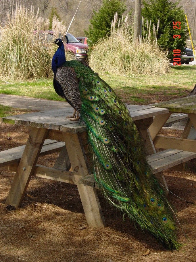 Locust Grove, GA: Noahs Ark Peacock ~ Locust Grove, Ga.