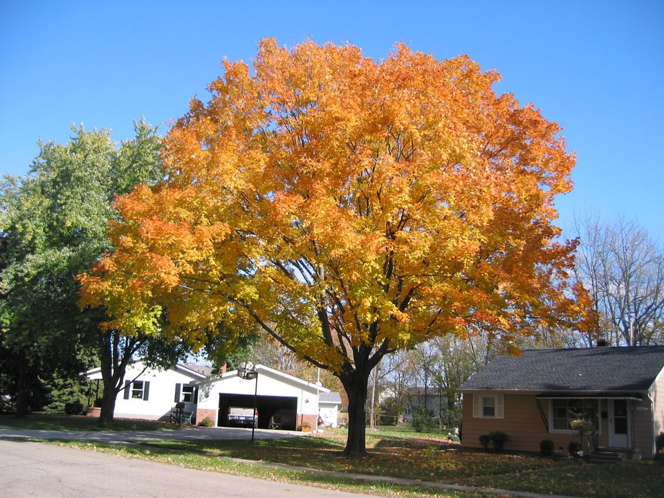 Marysville, MI: My favorite tree