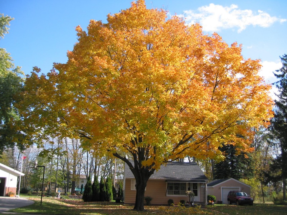 Marysville, MI: My favorite tree2