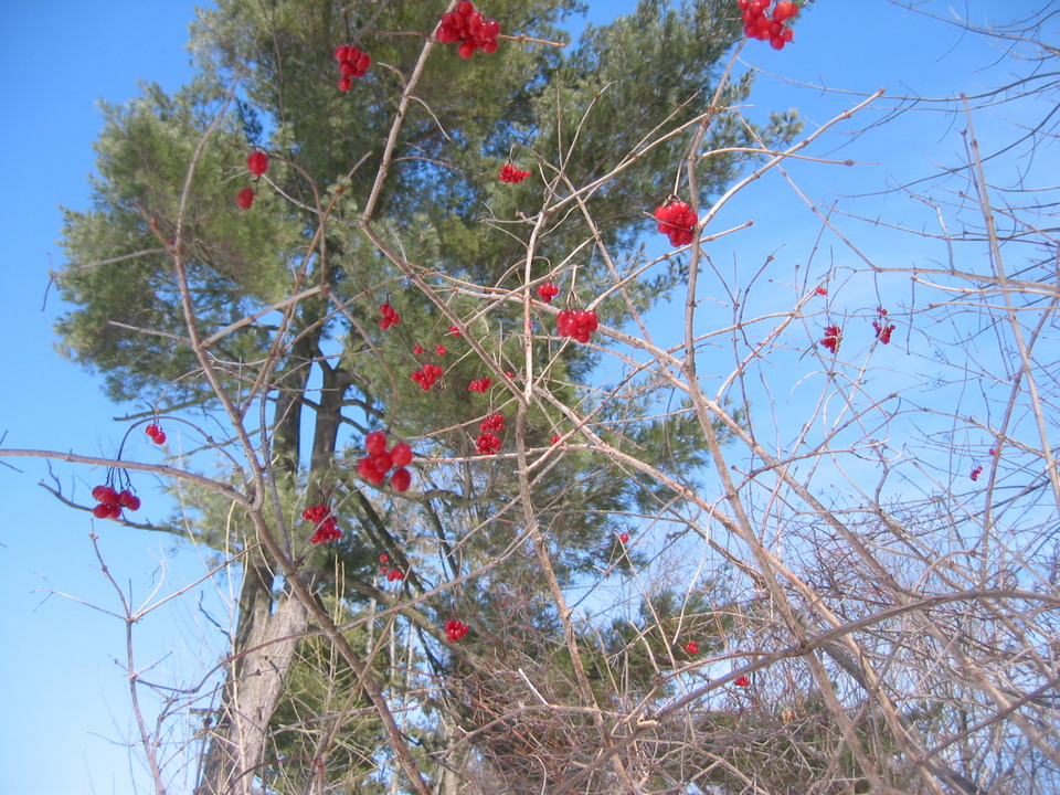 Marysville, MI: Red winter berries2
