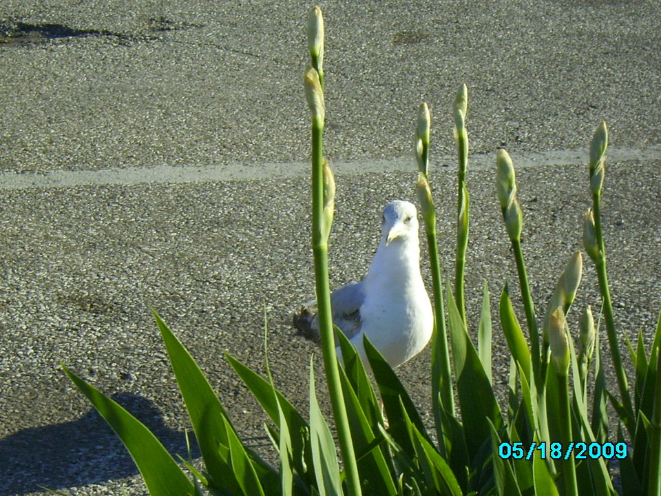 Conneaut, OH: at the dock of lake erie in conneaut