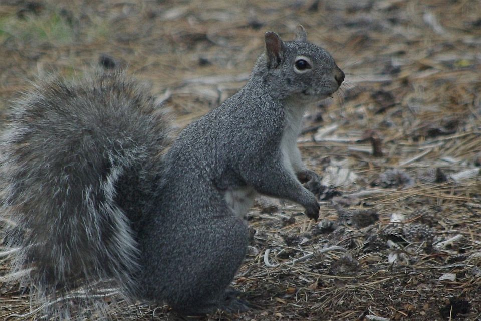 La Pine, OR Gray Squirrel photo, picture, image (Oregon) at