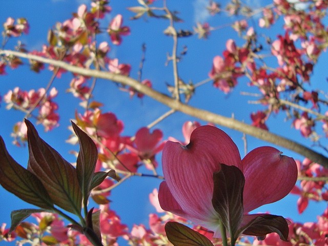 Granby, CT: Flowers at Kearns School