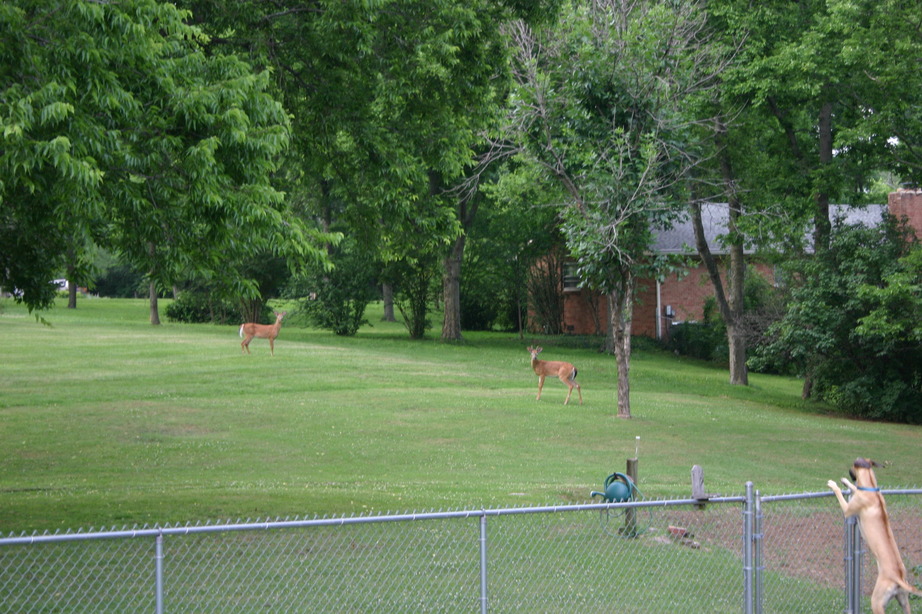 Oak Hill, TN: The beautiful wildlife (2 deer) crossing through our backyards while our dog watches. Prescott Rd. area.