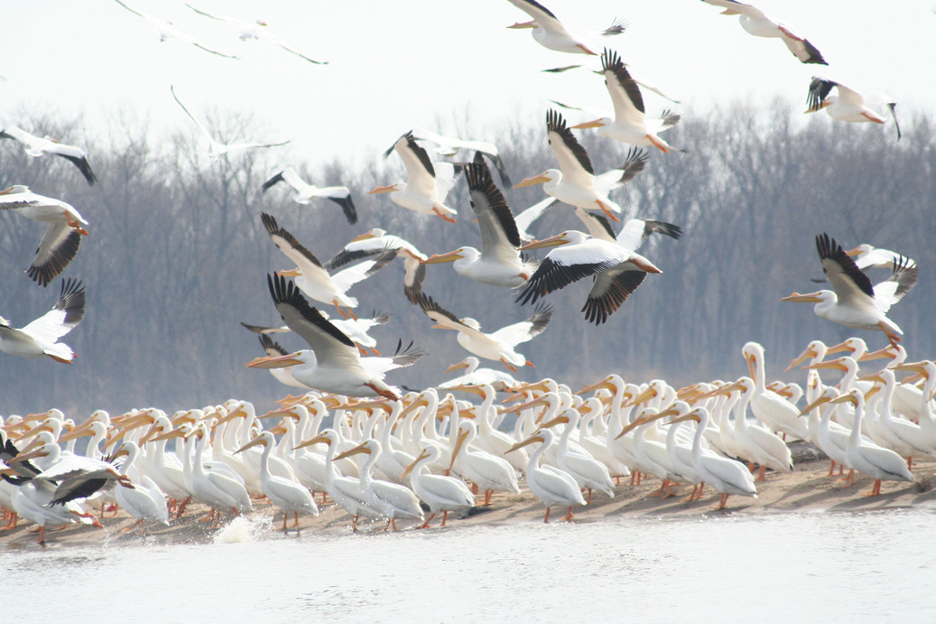 Grafton, IL: Pellicans taking flight from a sand bar on the Mississippi River in Grafton