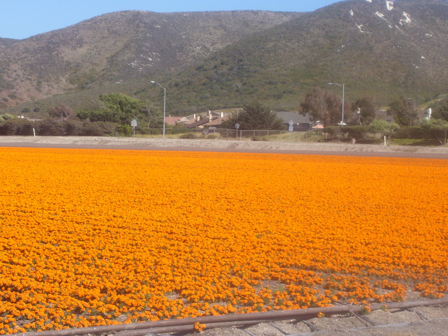 Lompoc, CA: Marigolds on Baily Avenue in Lompoc, CA