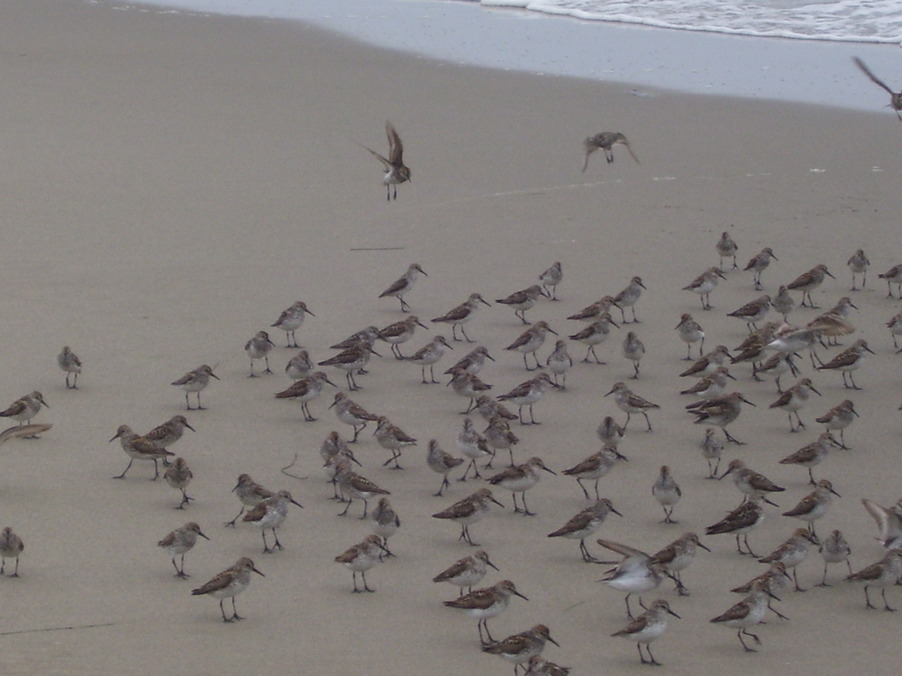 Lompoc, CA: Snowy Povers at Surf Beach, Lompoc CA