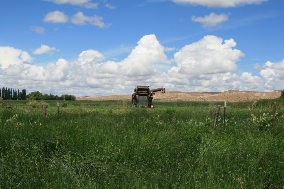 Bruneau, ID: Out to Pasture